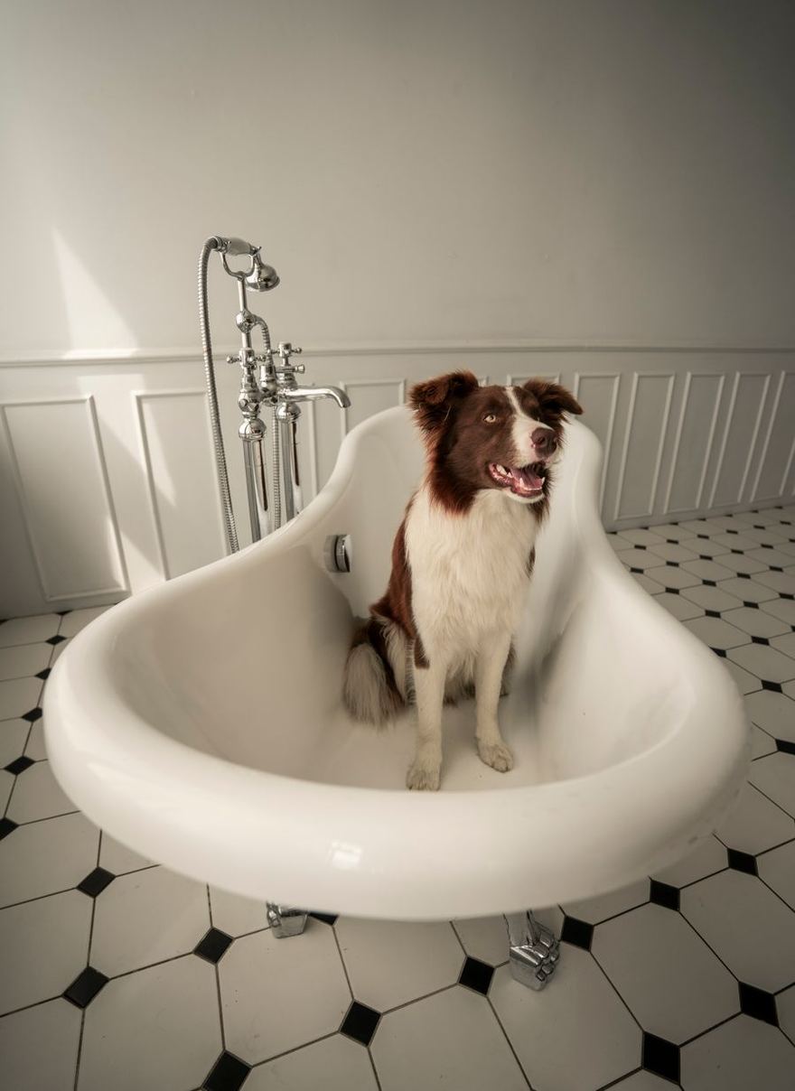 Perrito dentro de la tina, listo para el baño