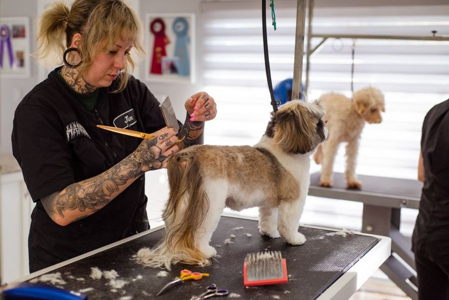 Peluquera cepillando a un perrito sobre la mesa