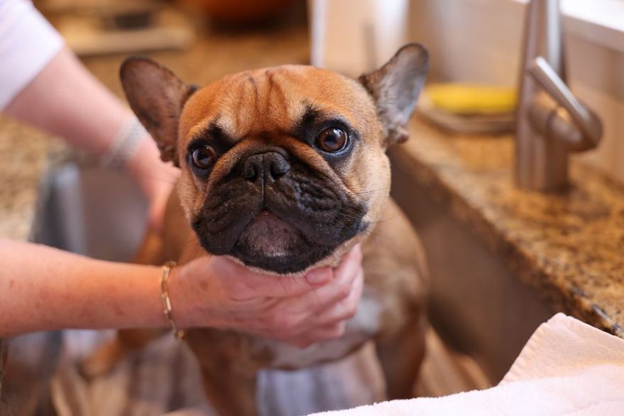 Perrito enjabonado durante el baño