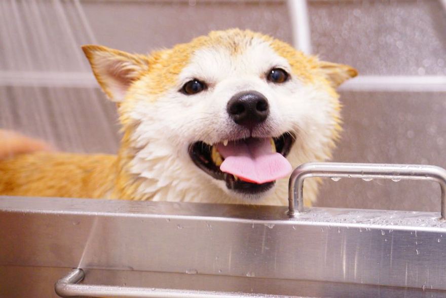 Perrito recién bañado, feliz en la tina
