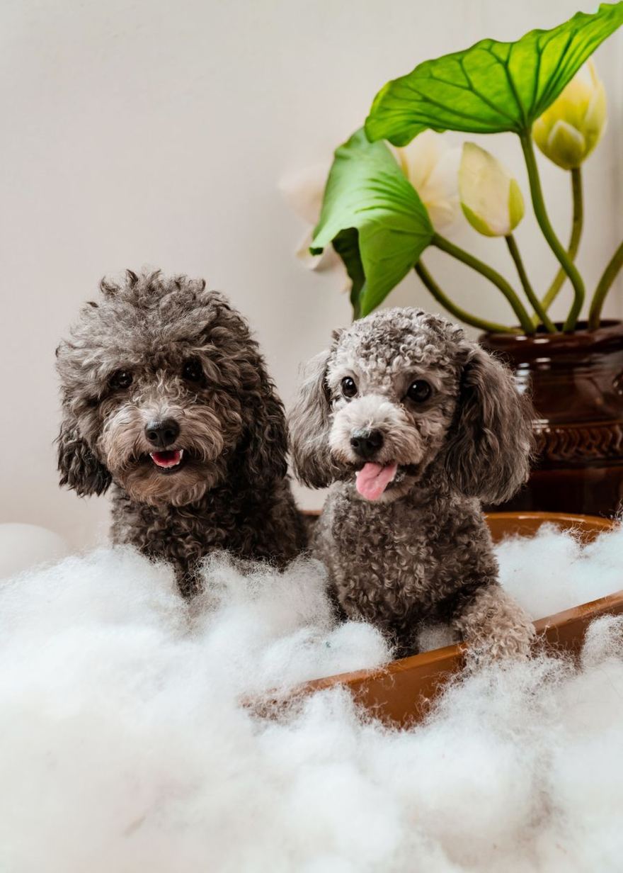 Perritos en la tina llenos de espuma