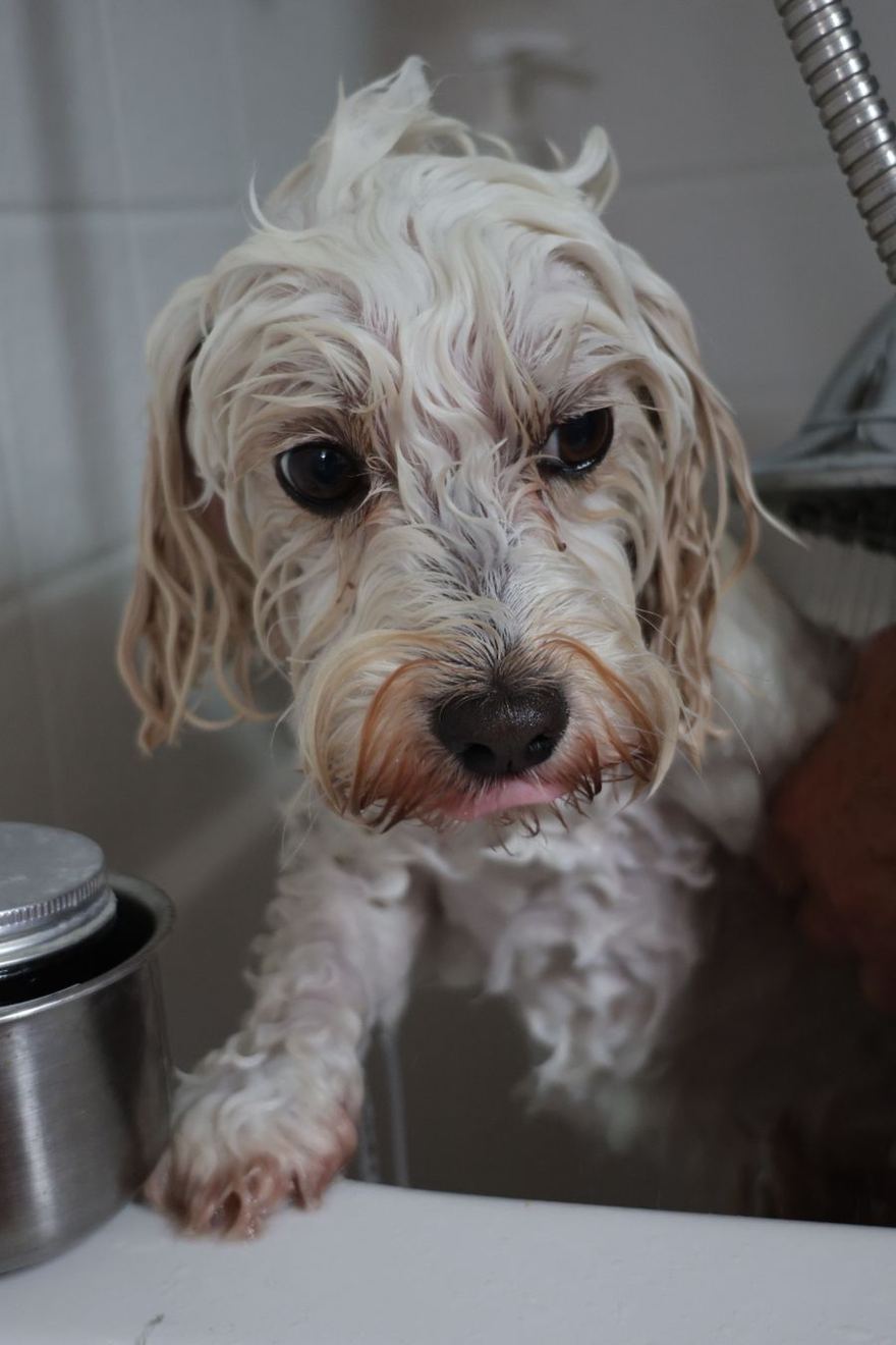 Perrito blanco recién enjuagado