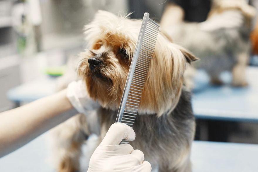 Peine y secado sobre un perrito pequeño