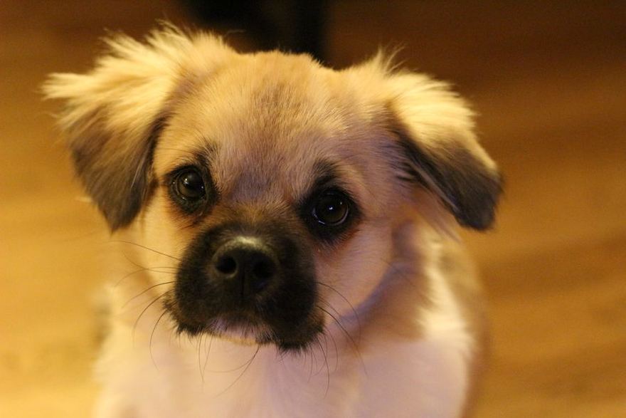 Retrato de perrito peludo después del corte