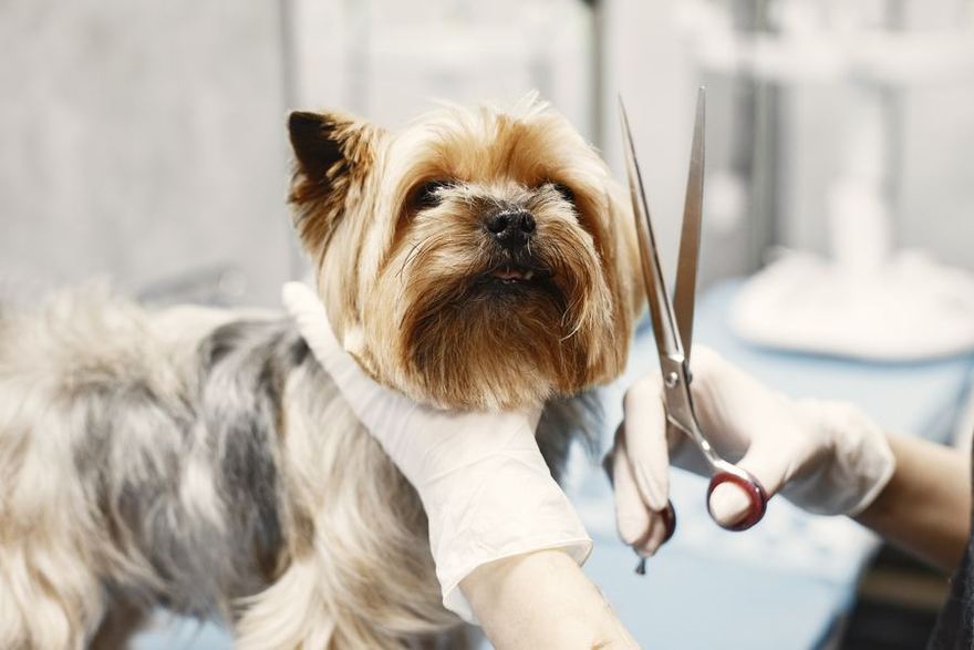 Corte a tijera sobre un perrito